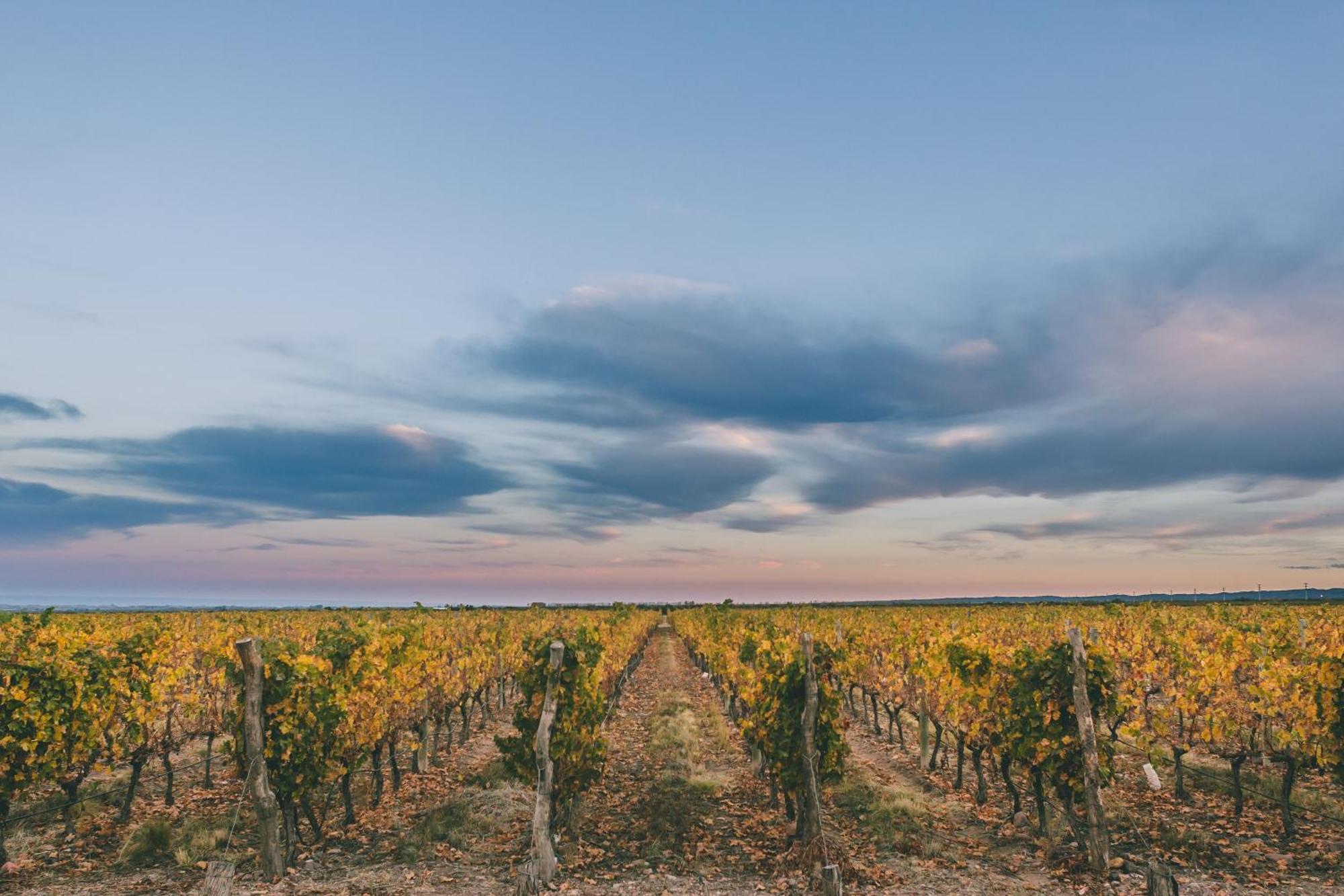 Rosell Boher Winery Lodge & Spa Agrelo Ngoại thất bức ảnh