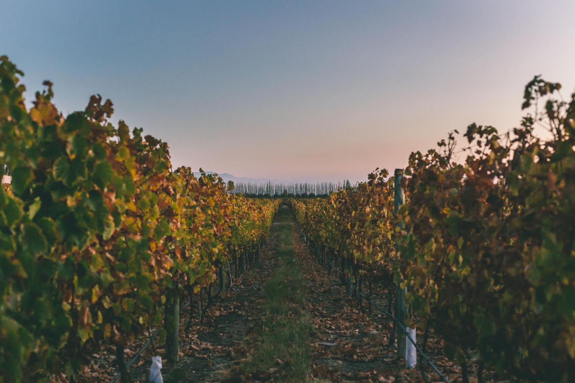 Rosell Boher Winery Lodge & Spa Agrelo Ngoại thất bức ảnh
