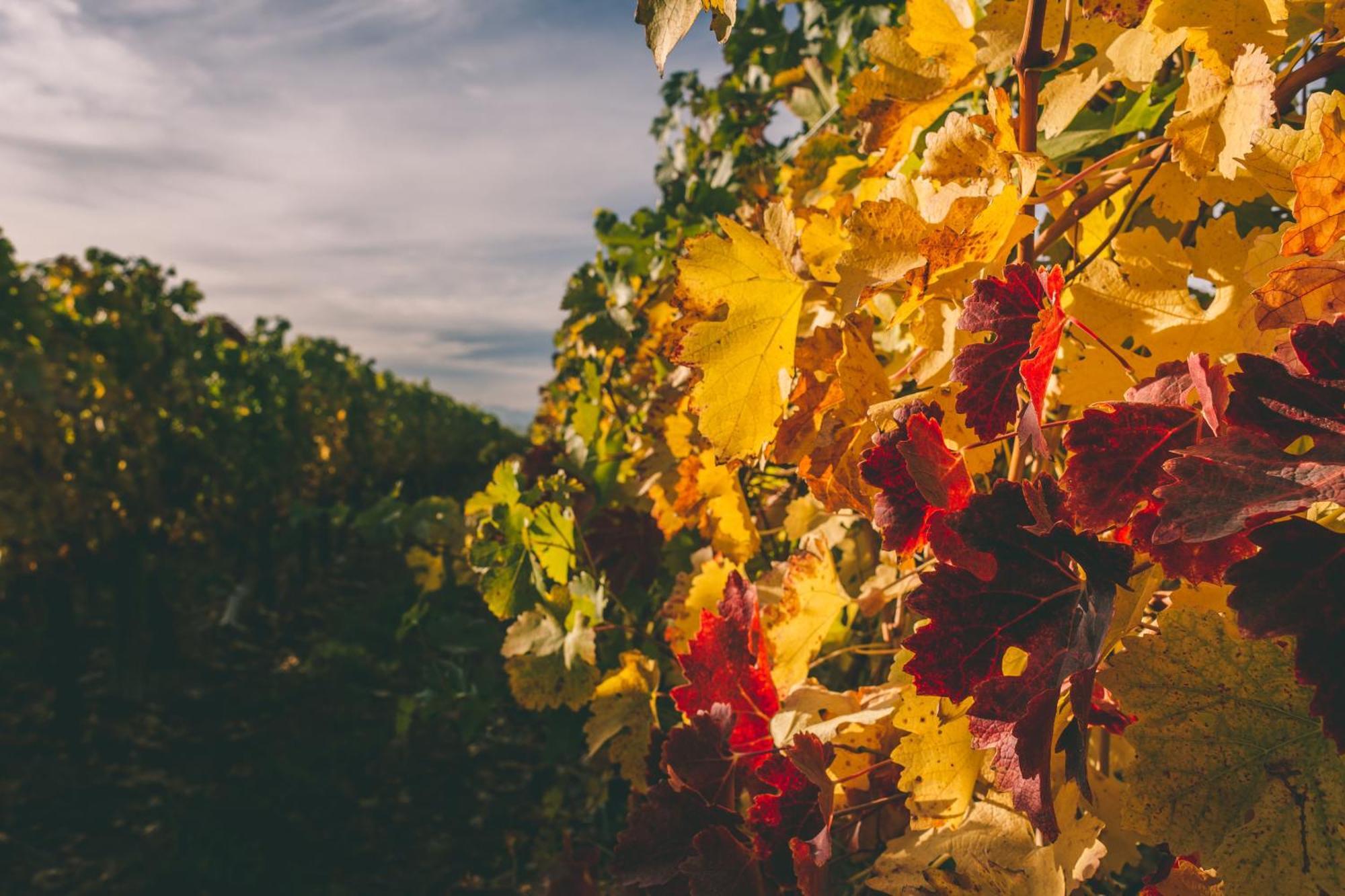 Rosell Boher Winery Lodge & Spa Agrelo Ngoại thất bức ảnh