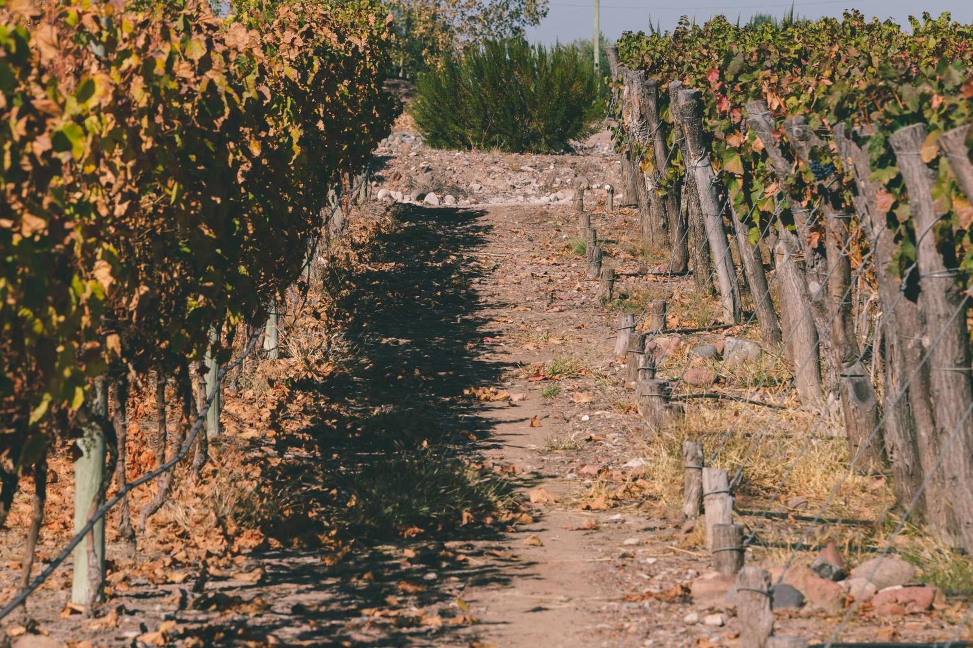 Rosell Boher Winery Lodge & Spa Agrelo Ngoại thất bức ảnh
