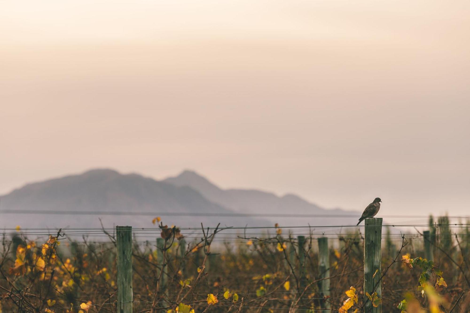 Rosell Boher Winery Lodge & Spa Agrelo Ngoại thất bức ảnh